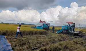 Bứt phá phát triển, bảo đảm vững chắc an ninh lương thực quốc gia
