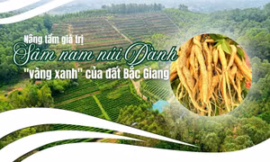 Nâng tầm giá trị sâm nam núi Dành - "vàng xanh" của đất Bắc Giang