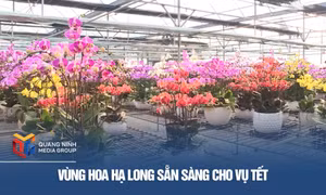 Vùng hoa Hạ Long sẵn sàng cho vụ Tết