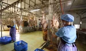 Chấn chỉnh, tăng cường công tác quản lý, kiểm soát giết mổ động vật