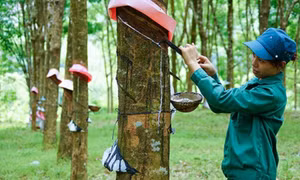 Giá cao su tăng cao từ xuất khẩu