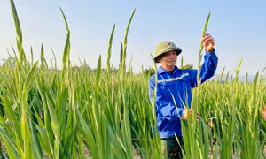 Ứng dụng khoa học công nghệ, xây dựng và phát triển giống hoa tại Đông Triều