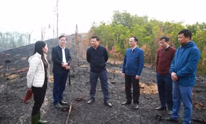 Phó Chủ tịch UBND tỉnh Nghiêm Xuân Cường kiểm tra công tác chuẩn bị lễ phát động Tết trồng cây tại huyện Tiên Yên