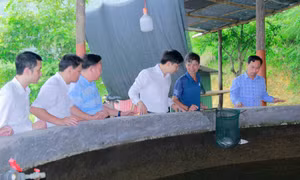 Đông Triều phát triển nông nghiệp theo chiều sâu
