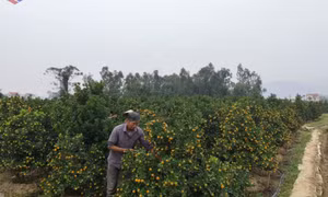 Bình Khê sẵn sàng vụ hoa, cây cảnh phục vụ Tết