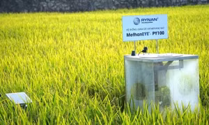 Chuẩn hóa sản xuất lúa phát thải thấp từ dữ liệu MRV