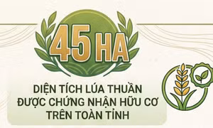 45ha - là diện tích lúa thuần được chứng nhận hữu cơ trên toàn tỉnh hiện nay