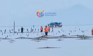 Vĩnh Thực: Tăng cường quản lý, giao bãi triều để phát triển sản xuất