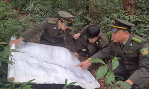 Phục hồi, nâng chất lượng rừng