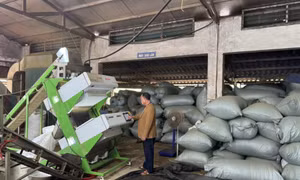 Xã Đường Hoa: Phát huy thế mạnh cây chè