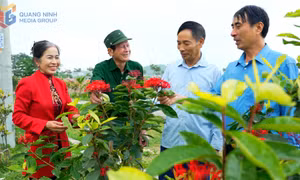 Chung tay xây dựng đô thị văn minh ở khu Bình Lục Hạ