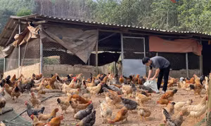 Hỗ trợ tạo việc làm cho đồng bào dân tộc thiểu số