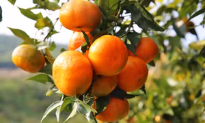 Lễ hội cam Vân Đồn hứa hẹn nhiều hấp dẫn