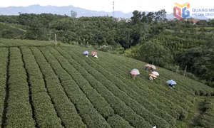 Hành trình tạo dựng thương hiệu OCOP của đồng bào DTTS
