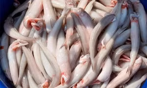 Cá khoai bán tại nhiều chợ ở Hà Tĩnh bị phát hiện chứa formol