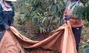 Giá cà phê bất ngờ tăng nhưng nông dân vẫn lo, vì sao?