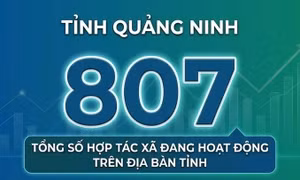 807 - là tổng số hợp tác xã đang hoạt động trên địa bàn tỉnh