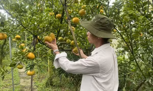 11 tháng, xuất khẩu nông, lâm, thủy sản vượt kỷ lục năm 2024