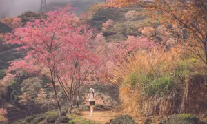 Khách ưu tiên chốt tour đi nhanh, nghỉ gọn dịp Tết Dương lịch 2026