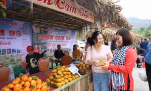 Lễ hội cam Vân Đồn sẽ diễn ra vào ngày 13-14/12/2025