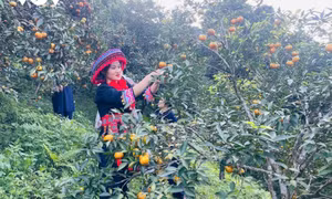 Bản tin vùng Đông Bắc ngày 03/12/2025
