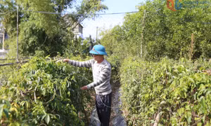 Trồng cây sâm nam - mô hình triển vọng ở Quảng La