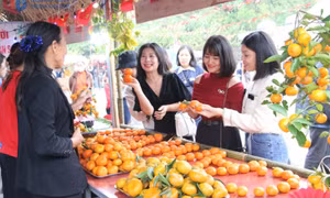 Cam Vân Đồn vào mùa chín rộ