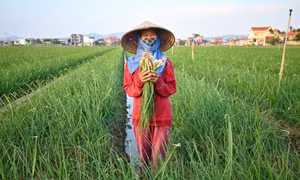 Thị trường rau củ nội địa: Cơ hội, thách thức và hướng phát triển