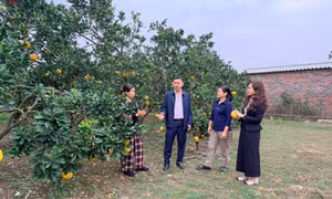 Phát huy hiệu quả nguồn vốn ngân sách địa phương