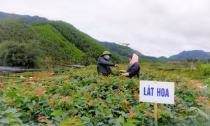 Ba Chẽ đẩy mạnh phát triển rừng gỗ lớn