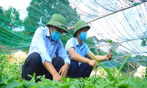 Người đi đầu chuyển đổi trồng rừng ở Đồn Đạc
