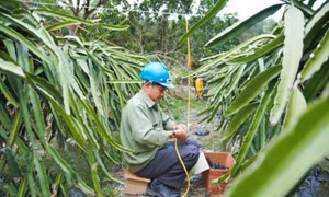 Phát huy hiệu quả kỹ thuật mới trong trồng trọt