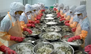 Tôm vẫn là 'át chủ bài' của xuất khẩu thủy sản trong những năm tới