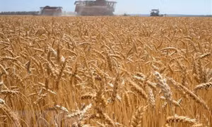 Xung đột Nga-Ukraine chi phối diễn biến của các mặt hàng nông sản