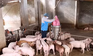 Tập trung ngăn ngừa dịch bệnh cho đàn vật nuôi