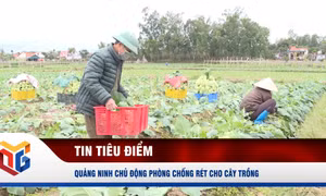 Quảng Ninh chủ động phòng chống rét cho cây trồng 