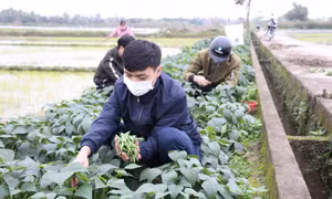 Sẵn sàng cho vụ mùa bội thu