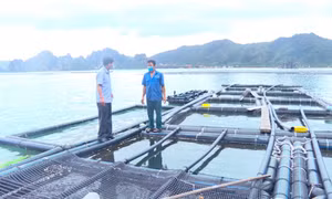 Bảo vệ môi trường trong nuôi trồng thủy sản ở Vân Đồn