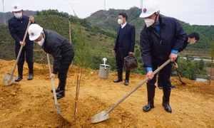 Tổng LĐLĐ Việt Nam phát động Tết trồng cây Xuân Nhâm Dần tại Quảng Ninh