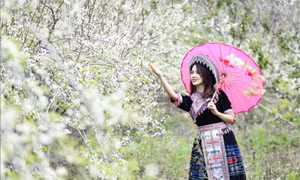 Muôn sắc hoa chào đón ngày Xuân
