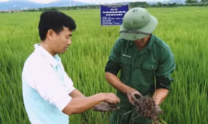 Hiệu quả từ các mô hình khuyến nông