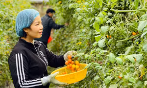Kết nối tiêu thụ nông sản vụ đông