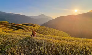 Mê mẩn mùa vàng nơi rẻo cao Mù Cang Chải