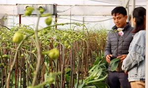 Thành tỷ phú nhờ trồng lan
