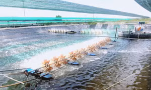 Chủ động chống rét cho cây trồng, vật nuôi 