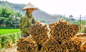 Bình Liêu: Tạo thêm dư địa từ rừng