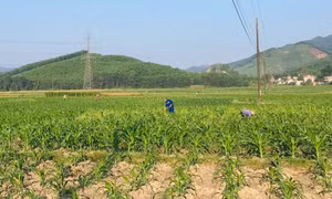 Phát triển cây chủ lực vụ đông