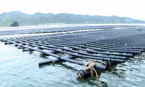 Vân Đồn: Nguy cơ ô nhiễm nguồn nước ở vùng nuôi hàu tập trung