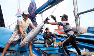 Khắc phục “thẻ vàng” IUU: Ủy ban châu Âu đánh giá gì sau 4 năm?