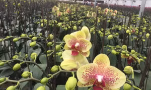 Nhà khoa học dùng công nghệ 'ép' lan hồ điệp ra hoa như ý